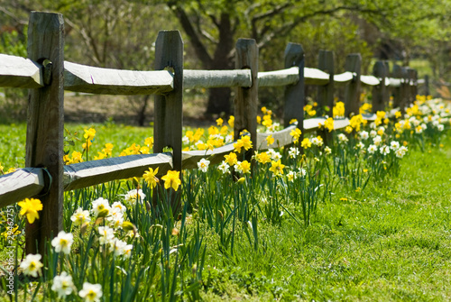 Fotobehang Daffodil Garden