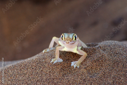 Obraz na płótnie gecko palmé 3