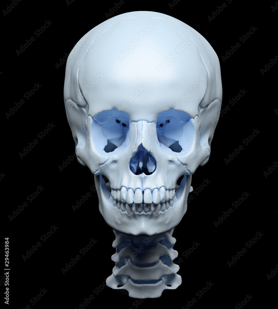 Highly accurate rendering of a human skull