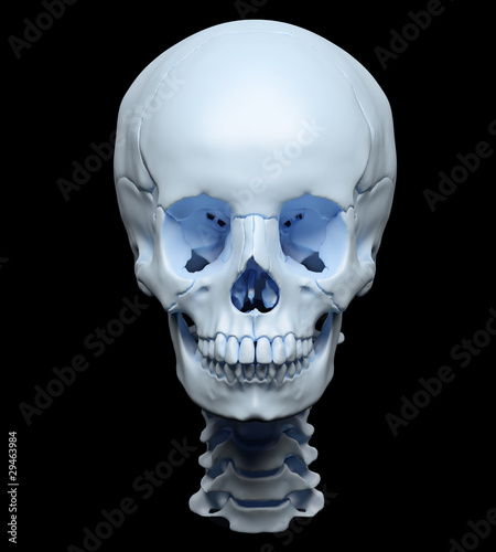 Fototapeta Naklejka Na Ścianę i Meble -  Highly accurate rendering of a human skull