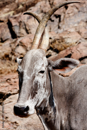 Vache sacrée en Inde