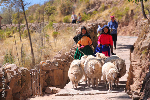 Konstfotografi Sheeps, Taquile island