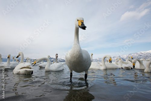 Group of Swans photo