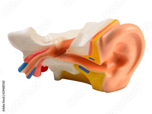 Human Ear illustration