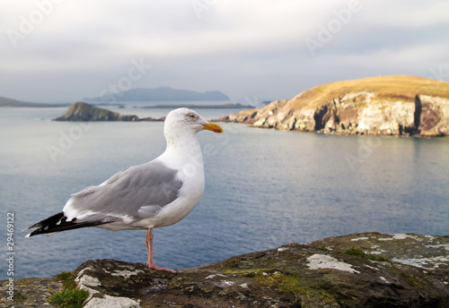 Seagull on the irish coast - Co. Kerry