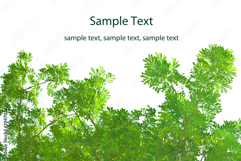 Obraz premium Green Leaves on White Background