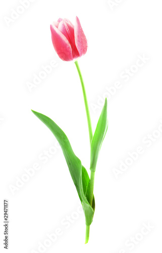 Pink tulip  isolated on white background