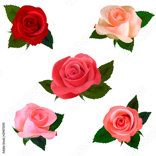 Big set of a beautiful colored roses. Vector illustration.