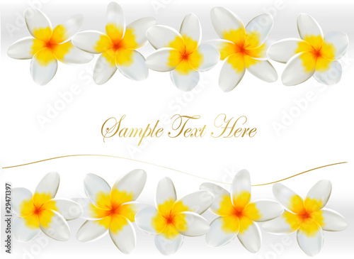 Background with frangipani flowers. Vector illustration.