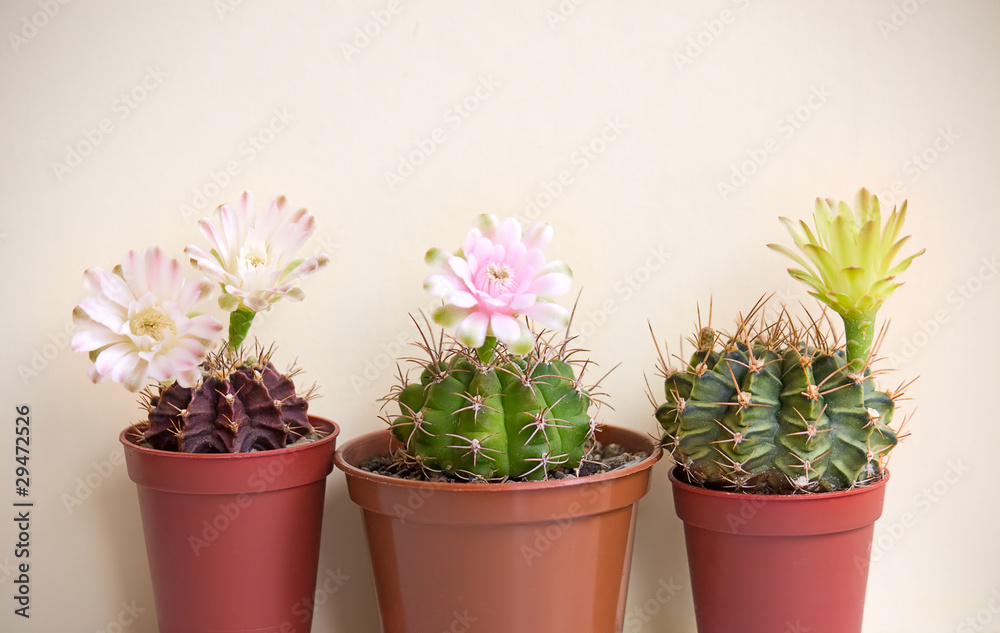 blooming cactuses blooming cactuses