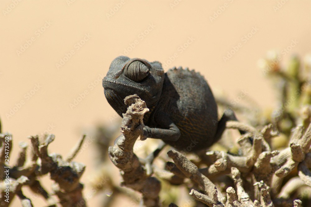 Obraz premium caméléon 2