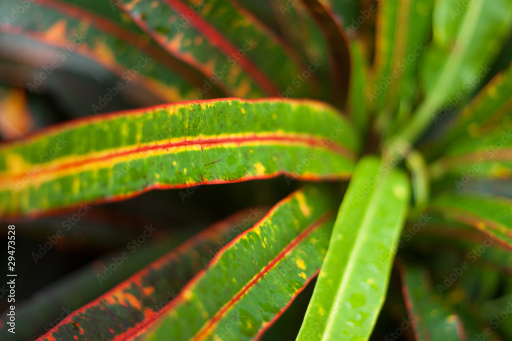 Fototapeta premium tropical plant