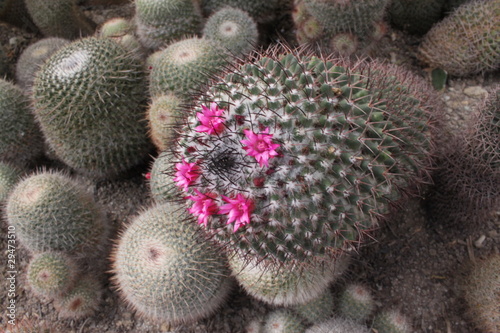 Cactus