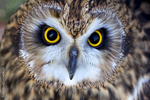 close portrait of a short eared owl © bridgephotography