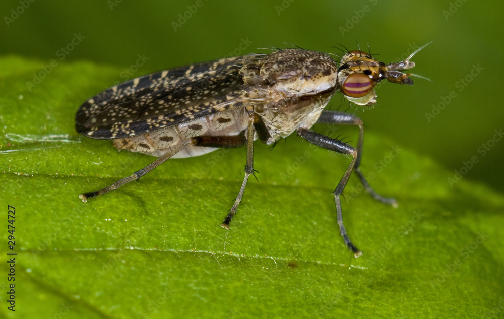 Mosca espectacular(Euthycera alaris) Mosca espectacular(Euthycera alaris)