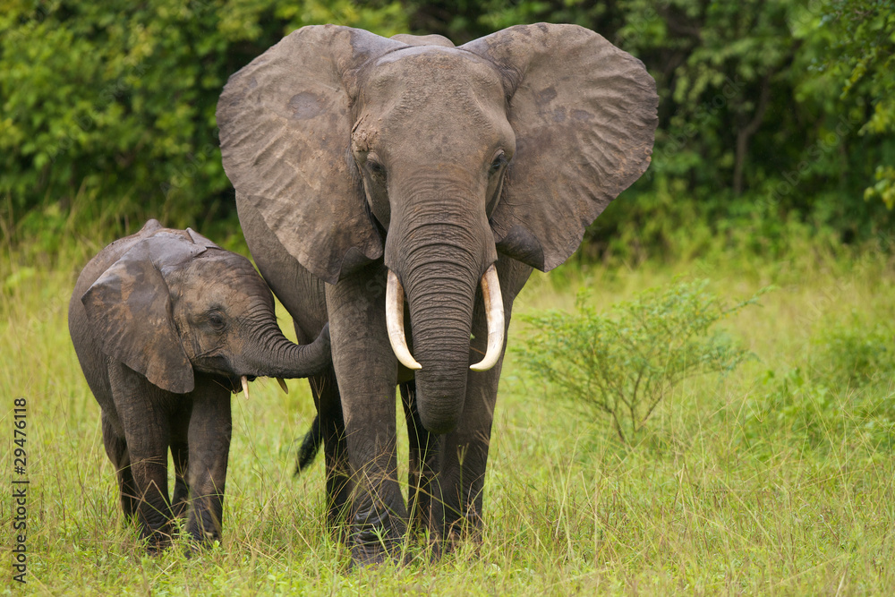 Naklejka premium Matka i dziecko słonia afrykańskiego