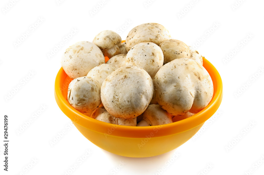 Champignons Champignons