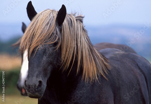 trait percheron photo