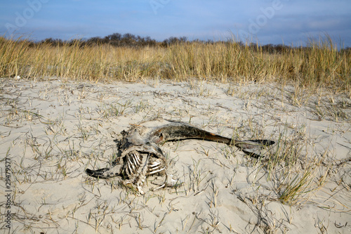 Toter Wal am Strand