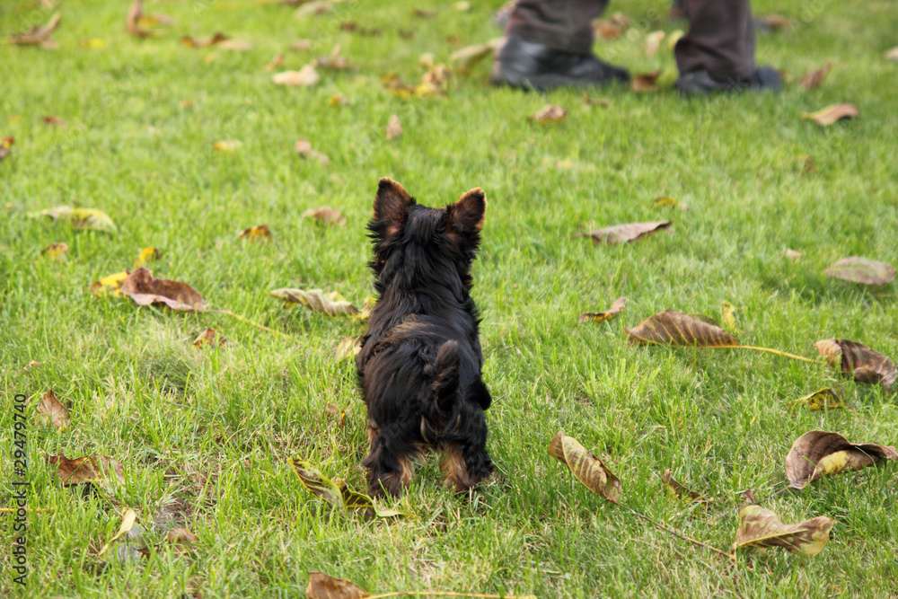 small abandoned dog waiting for your master small abandoned dog waiting for your master
