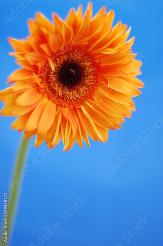 Orange Gerbera on blue backgroung