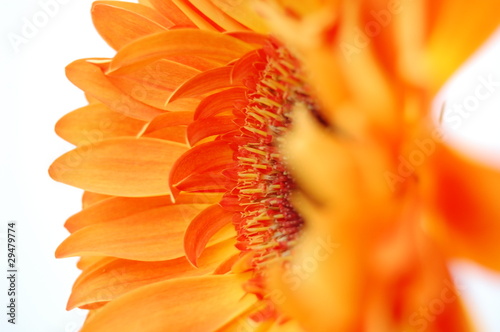 Orange Gerbera side view