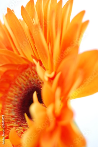 Orange Gerbera close up