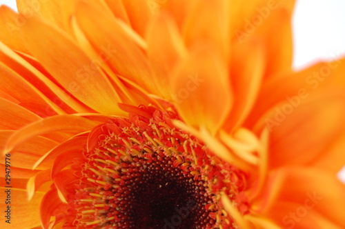 Orange Gerbera close up