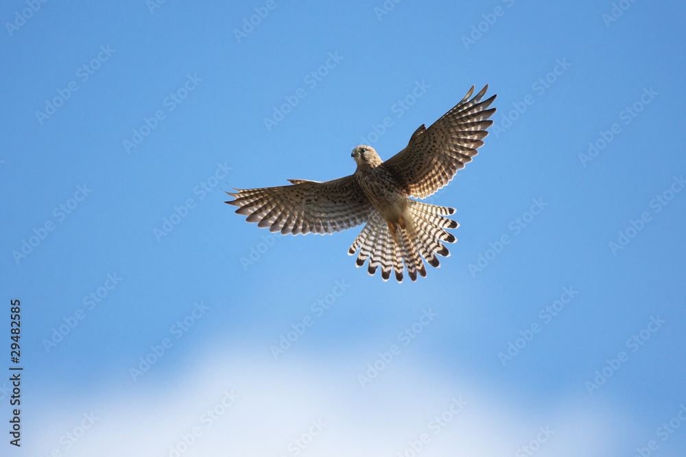 Obraz premium チョウゲンボウ