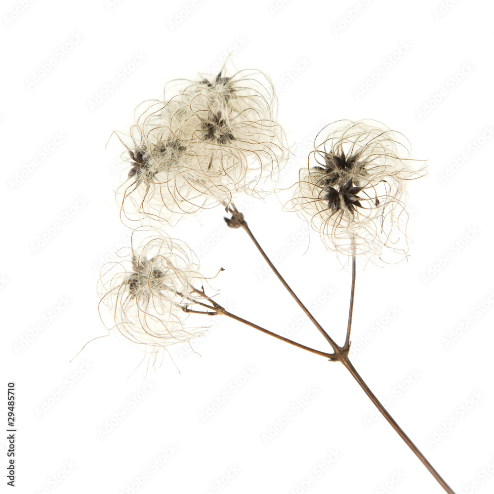dry seedhead of Clematis vitalba dry seedhead of Clematis vitalba