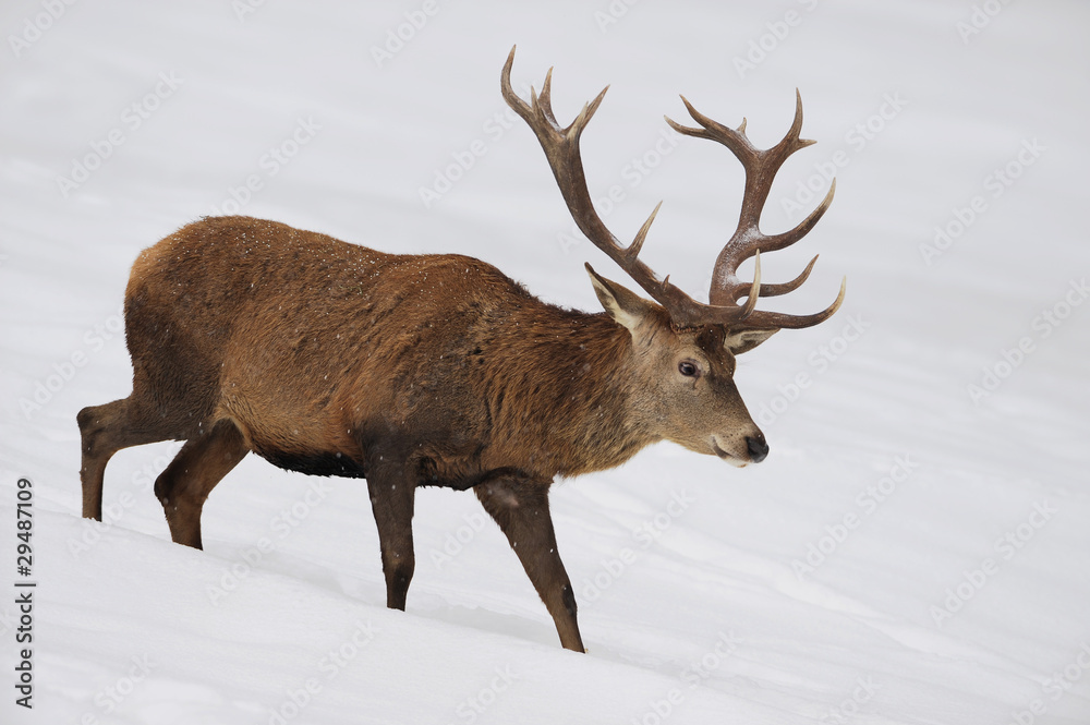 Hirsch im Tiefschnee