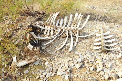 bones of dead cattle © berna_namoglu