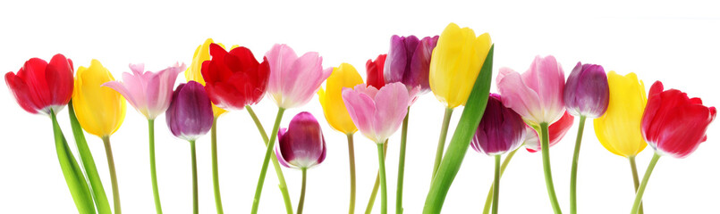 Wandcirkels Lente Kleurrijke tulpen op rij in lente  © Acik