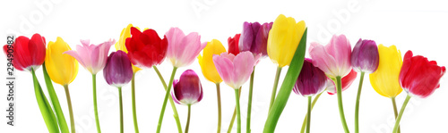 Obraz na plátne Spring tulip flowers in a row