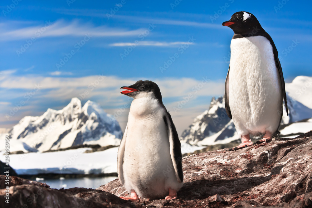 Fototapeta premium two penguins resting