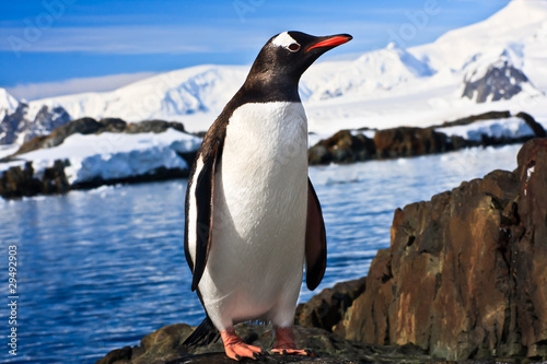 penguin in Antarctica