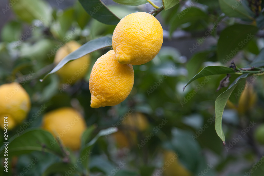 Limones Limones