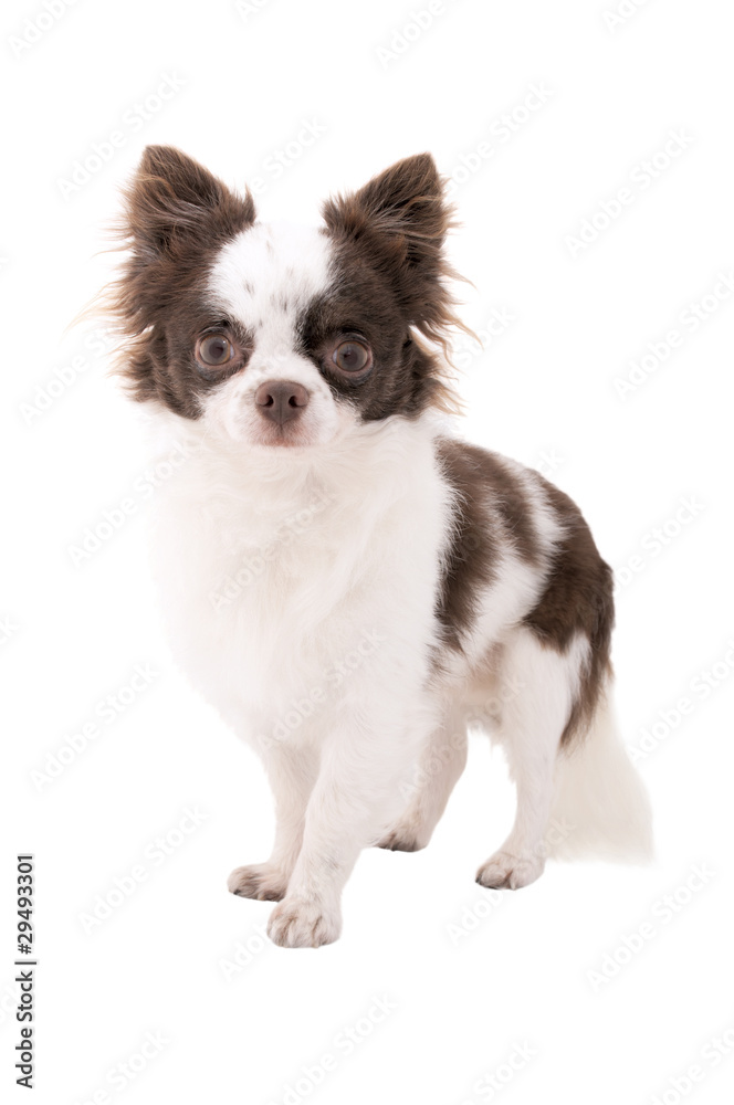 white with chocolate chihuahua dog isolated