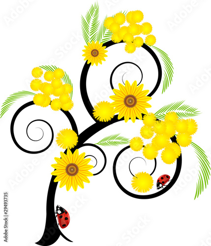 Albero Mimosa