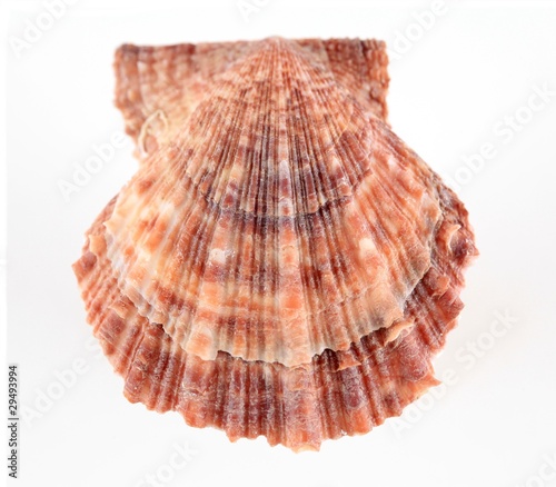 Brownish sea shell, isolated on white