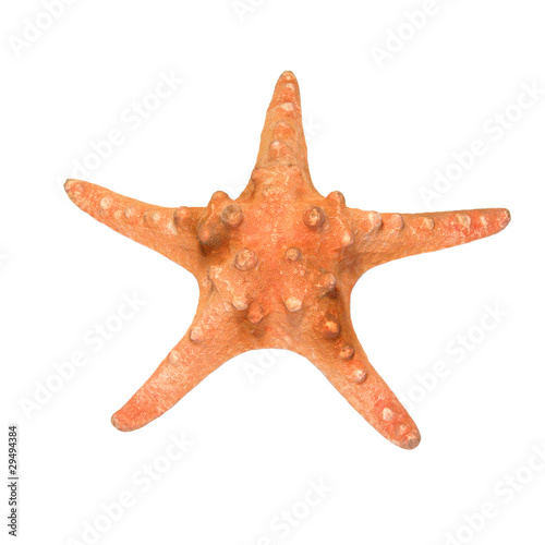 Orange Starfish isolated over white