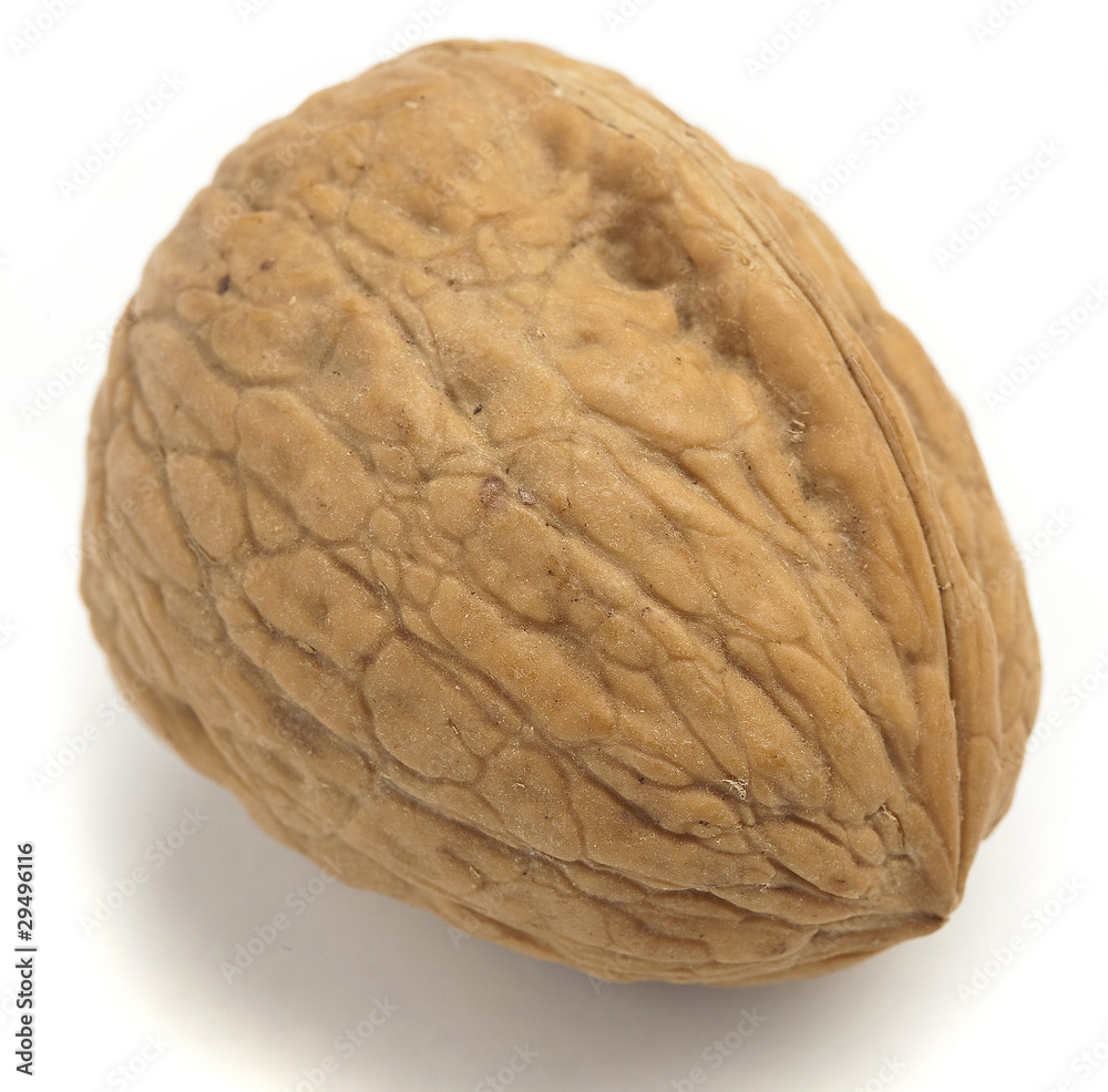 walnut walnut