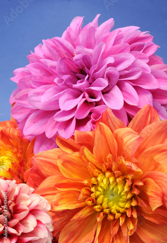 Beautiful Multicolored Dahlias on Blue Background