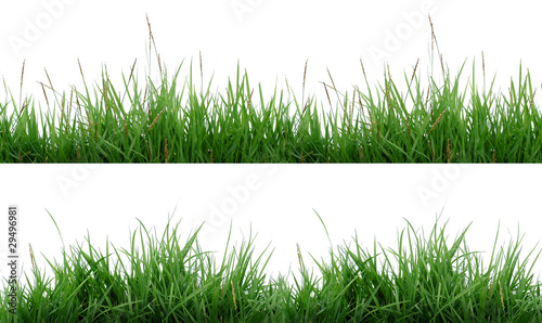 green grass isolated