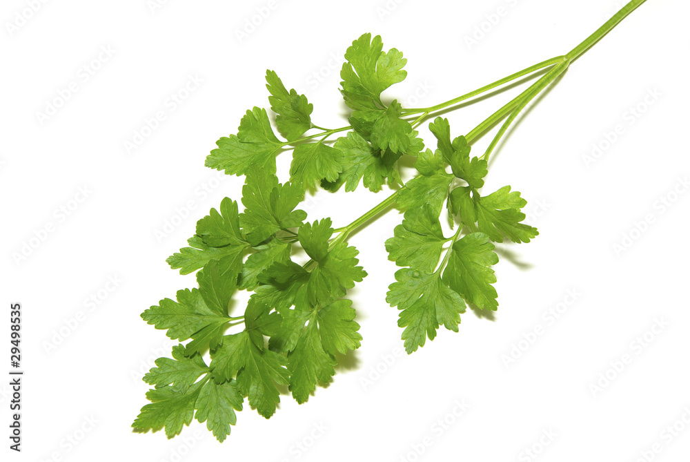 parsley parsley