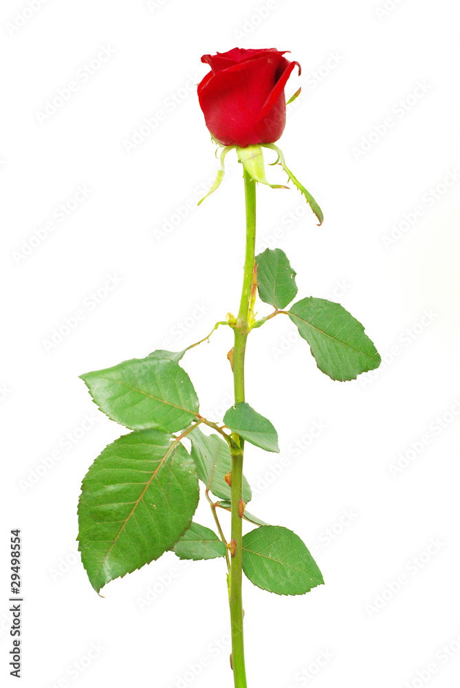 Obraz premium rose