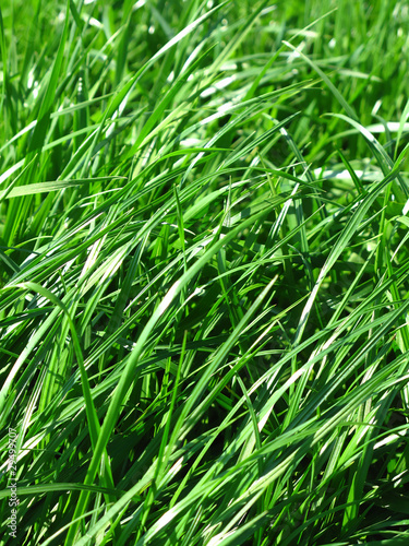 fresh grass background