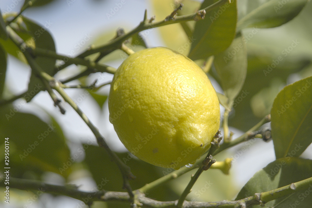 Limones en el limonero 04