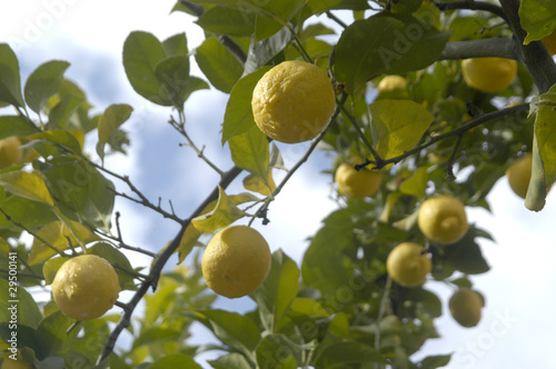 Limones en el limonero 85