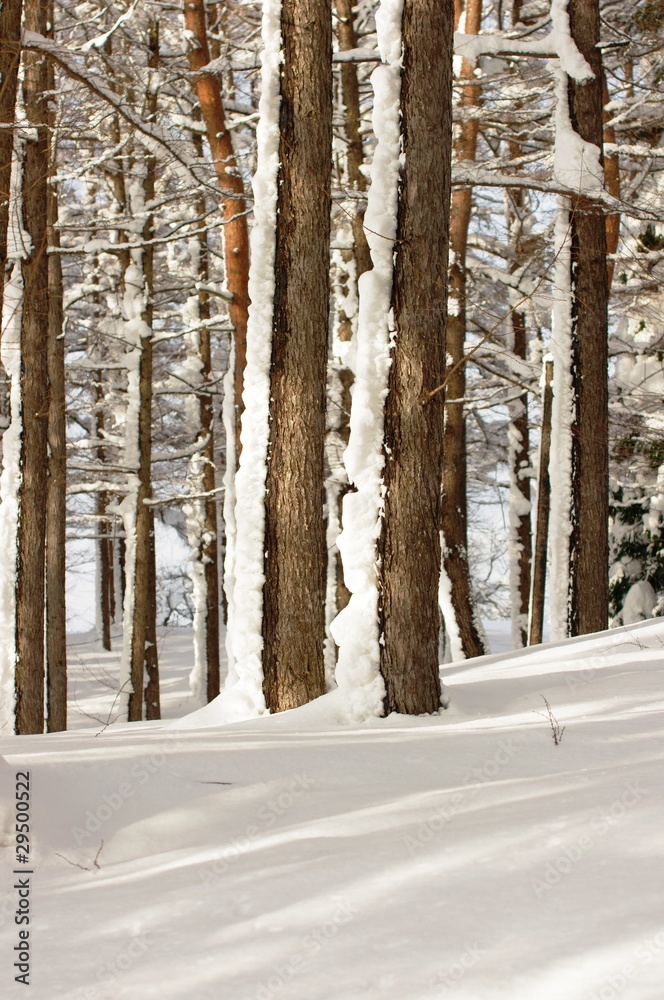 Fototapeta premium 落葉松林